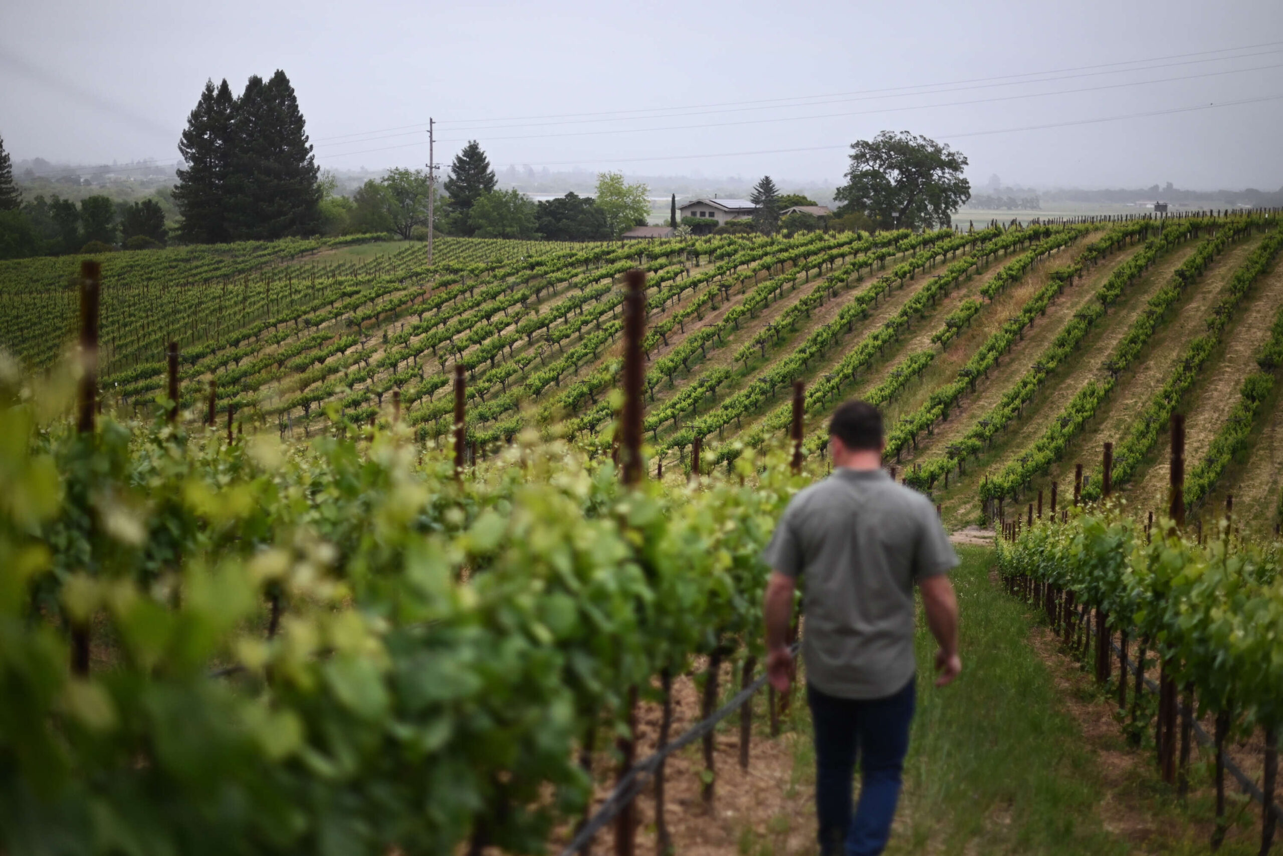 Quail Hill Vineyard