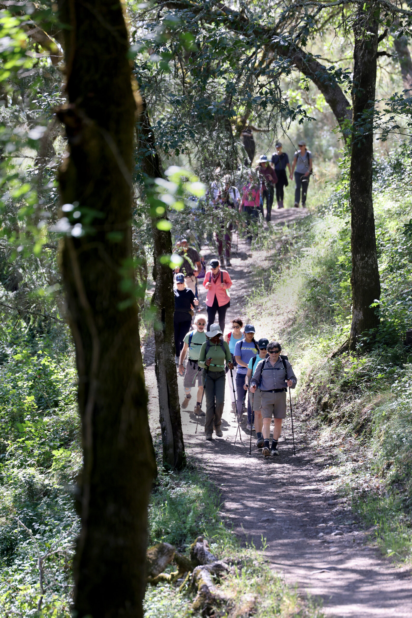 Zoli Somogyi leads a group with “Go Wild Hikers” along a trail at Shiloh Ranch Regional Park.