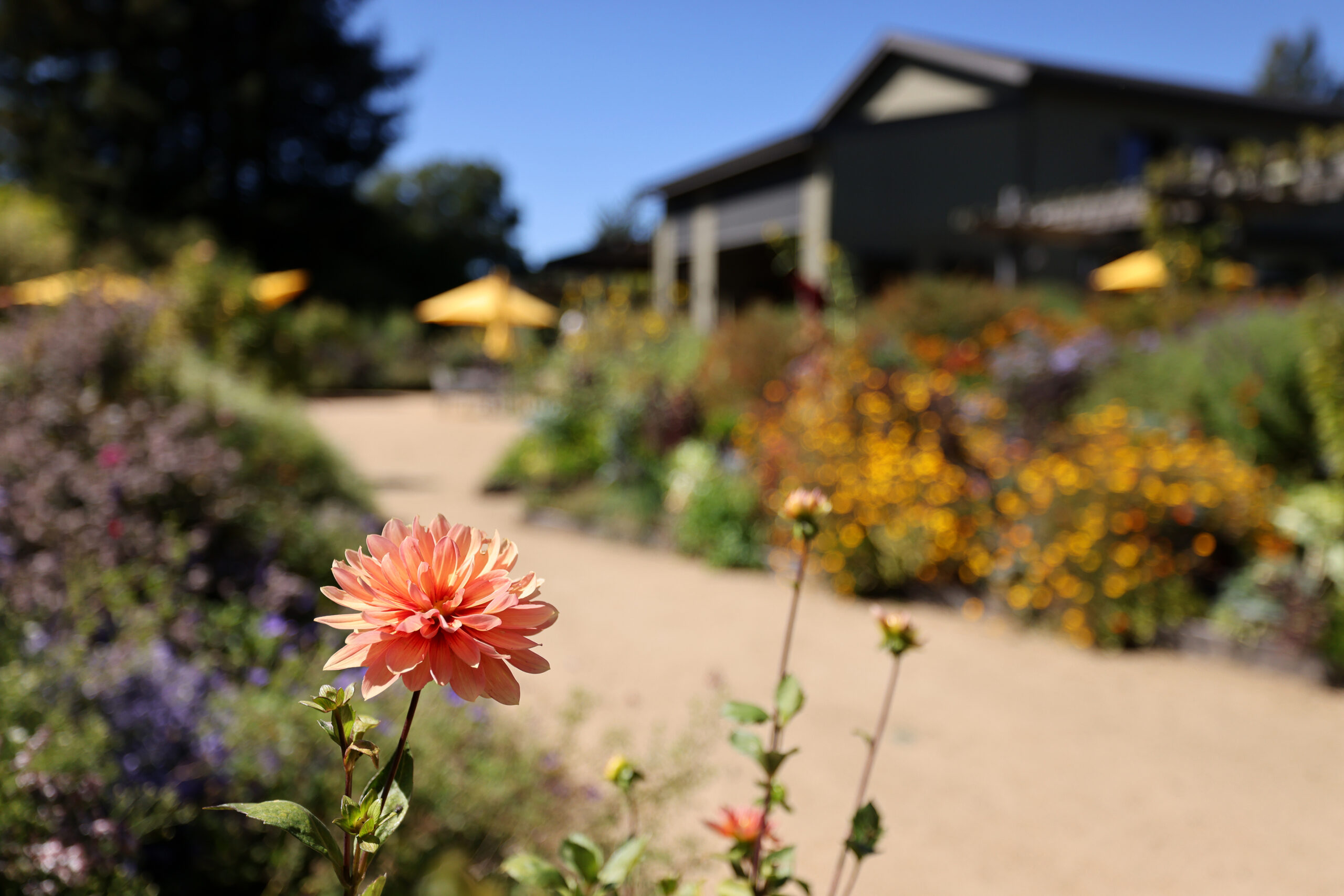Lynmar Estate Winery in Sebastopol