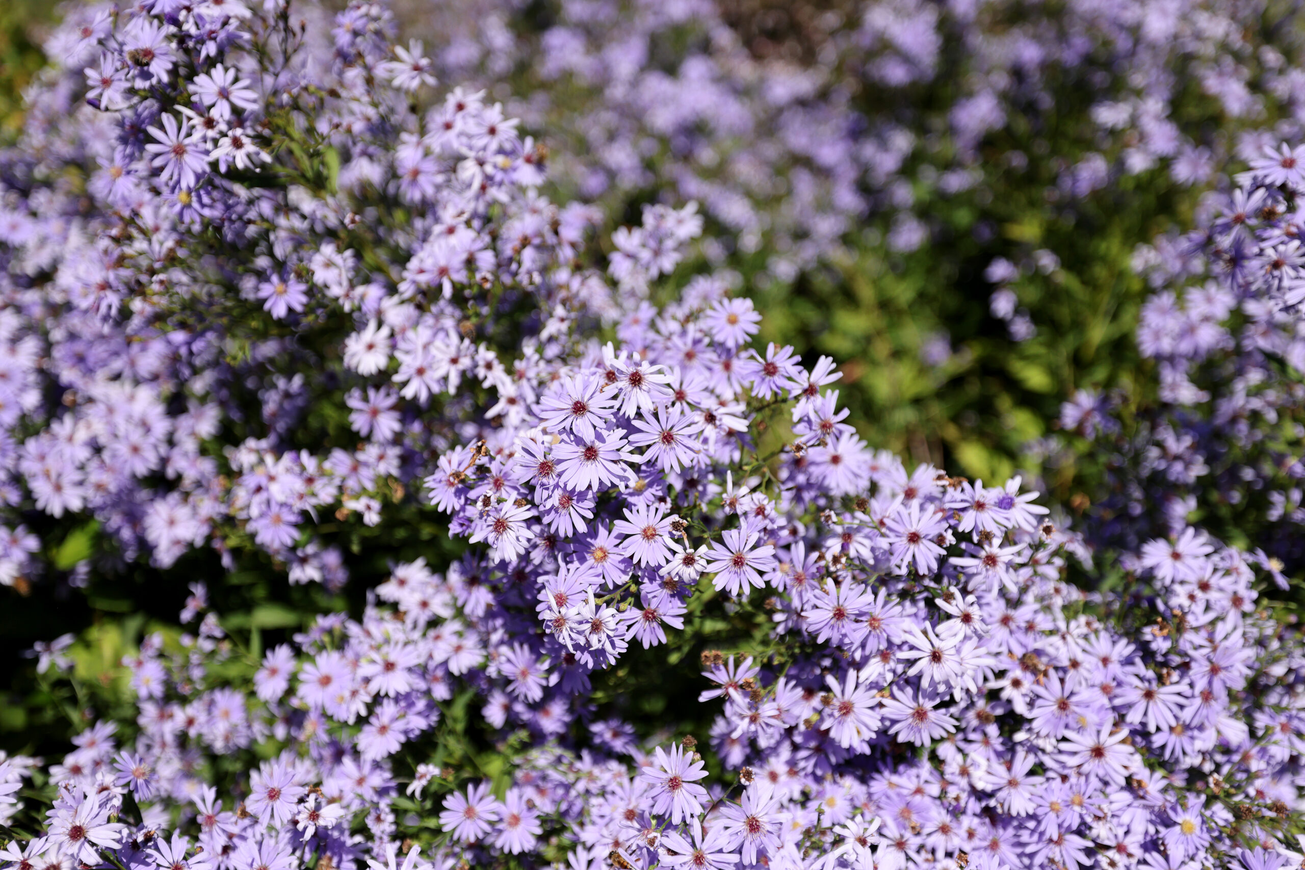 Aster blooms at Lynmar Estate Winery in Sebastopol Sunday, Sept. 6, 2026. (Beth Schlanker / The Press Democrat)