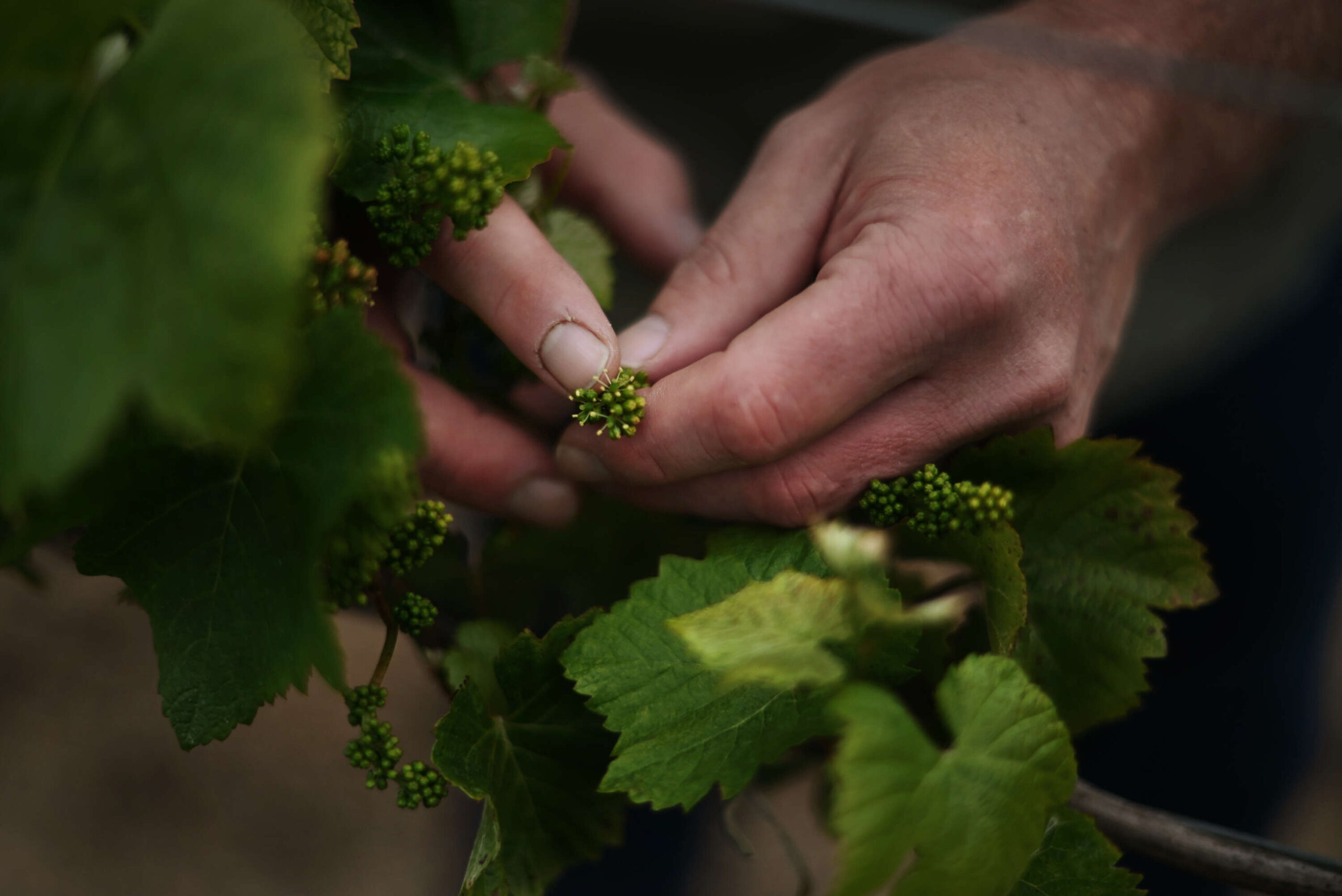 Pete Soergel, director of winemaking and vineyards, points out chardonnay flowers in the Quail Hill Vineyard on Wednesday, May 24, 2023, at Lynmar Estate Winery in Sebastopol. (Erik Castro / For The Press Democrat)
